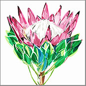 Small Cards (Pack of 10) - Natives Proteas Single