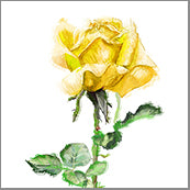 Small Cards (Pack of 10) - Rose Yellow
